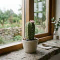 Cactus Pot Plush - A Sunny Desktop Companion